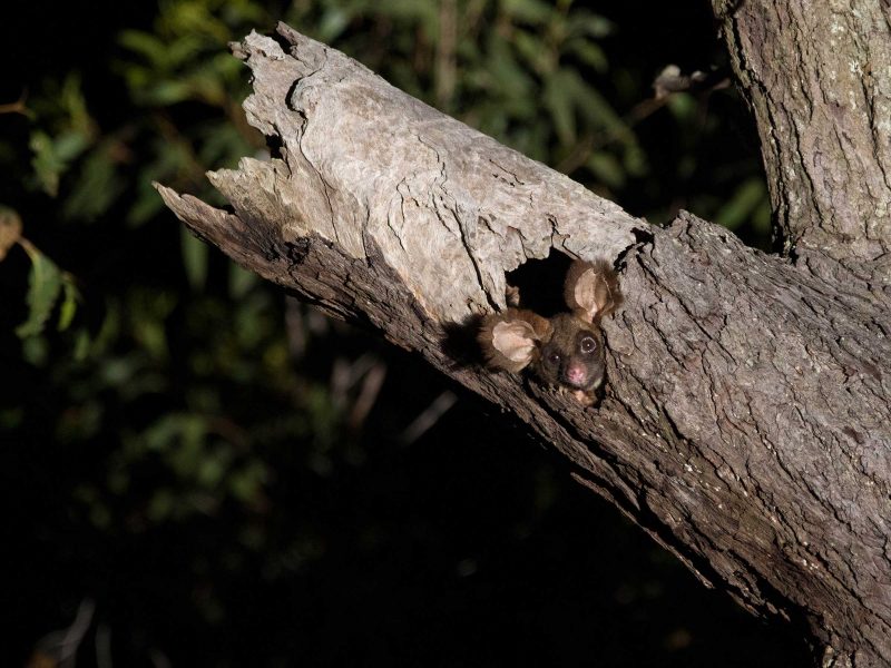 Greater Glider Recovery Project