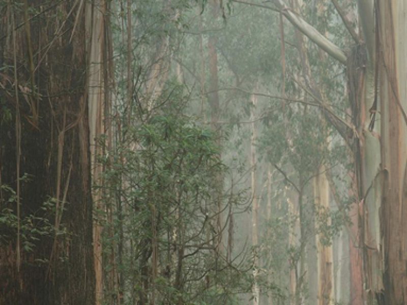 Victorian Central Highlands Research