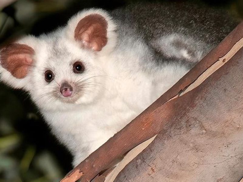 The Greater Glider Recovery Project