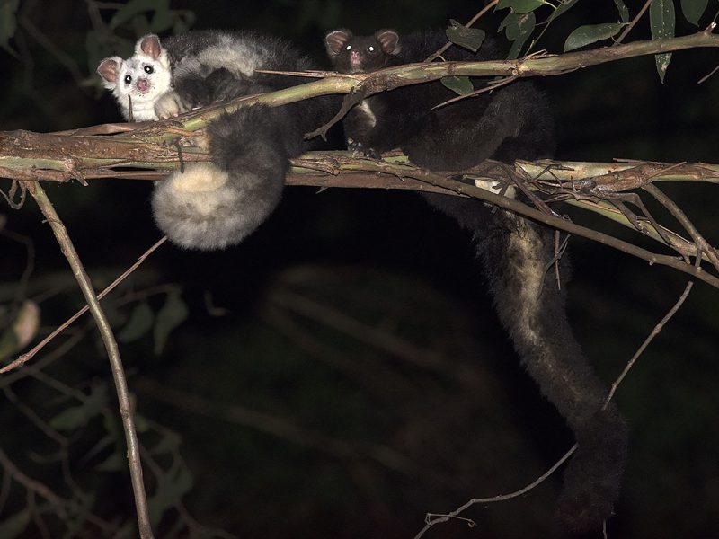 Greater Glider Recovery Project